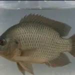 Ikan nila