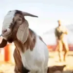 Hewan kurban
