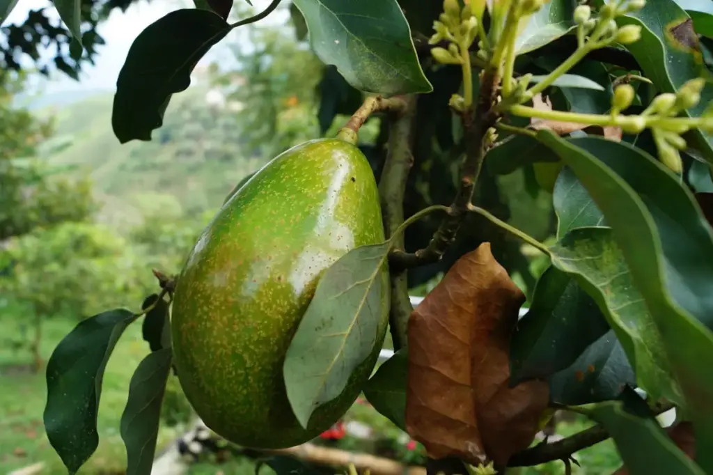 Manfaat-Buah-Alpukat