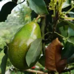 Manfaat-Buah-Alpukat