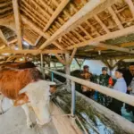 pengecekan hewan kurban