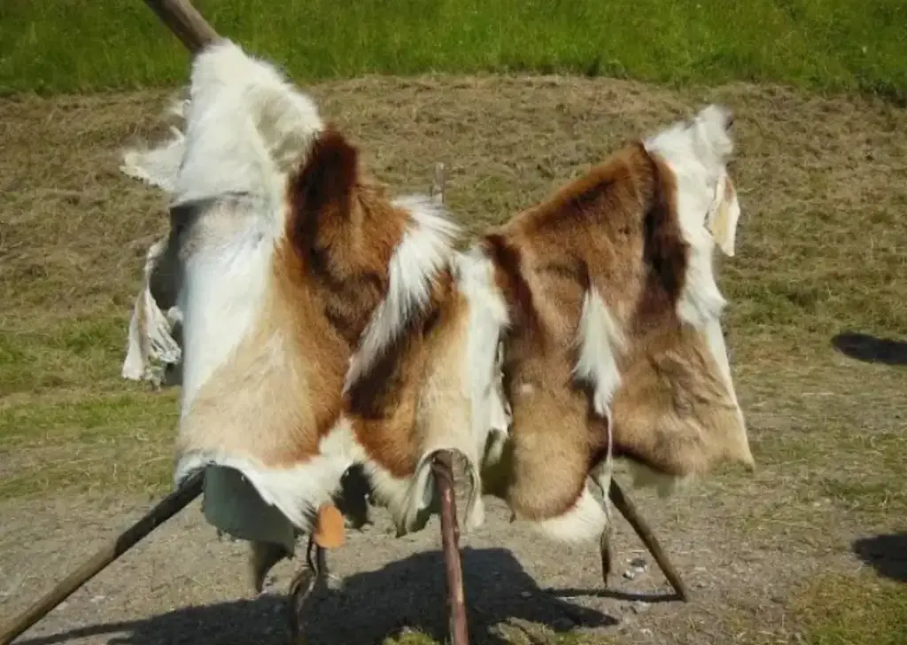 kulit kambing