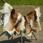 kulit kambing