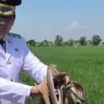 Bupati-Indramayu-Lucky-Hakim-Lepasliarkan-Predator-Musuh-Hama