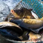 Strategi Kuningan Genjot Produksi Ikan Budidaya Hingga 18 Ribu Ton, Tapi Terjegal Biaya Pakan Impor Ikan budidaya