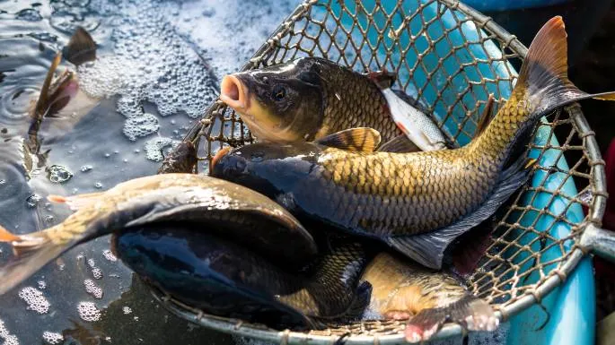 Strategi Kuningan Genjot Produksi Ikan Budidaya Hingga 18 Ribu Ton, Tapi Terjegal Biaya Pakan Impor Ikan budidaya