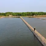 Indramayu-target-panen-ikan-ratusan-ribu