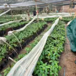 Tanam-Cerdas-Polbangtan-Manokwari