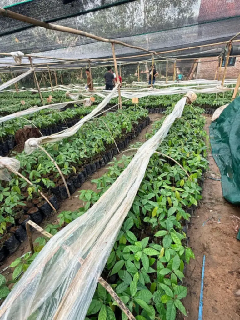 Tanam-Cerdas-Polbangtan-Manokwari