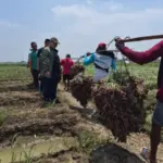 Panen-Raya-Bawang-Merah-Cirebon