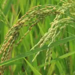 Optimisme-Swasembada-Pangan