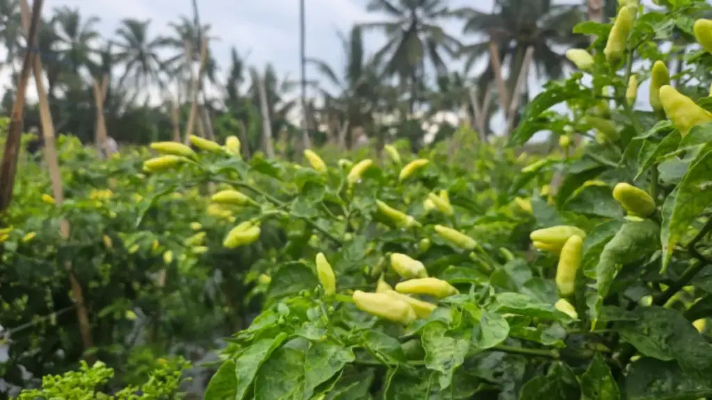 Jabar-Jelang-Ramadan-Stok-Cabai-Aman