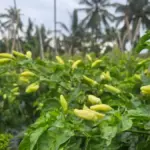 Jabar-Jelang-Ramadan-Stok-Cabai-Aman