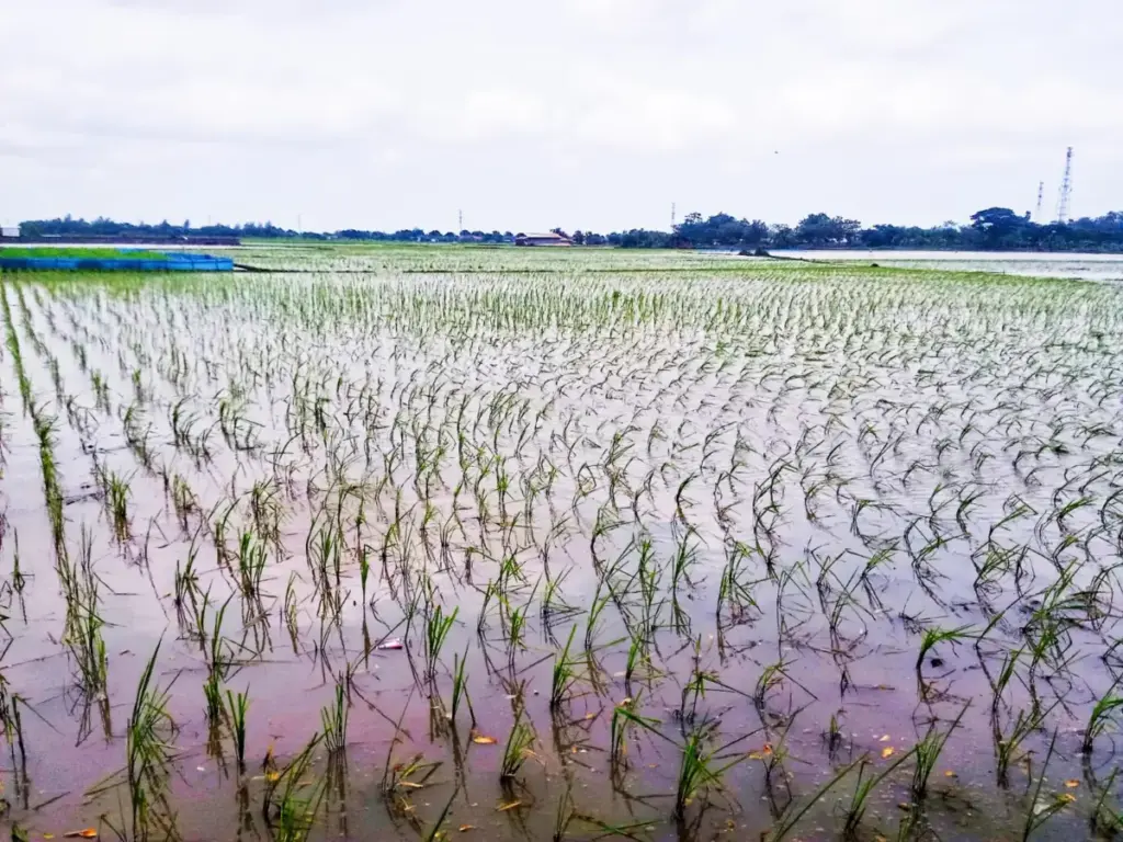Hamparan-Sawah-Produktif