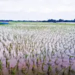 Hamparan-Sawah-Produktif