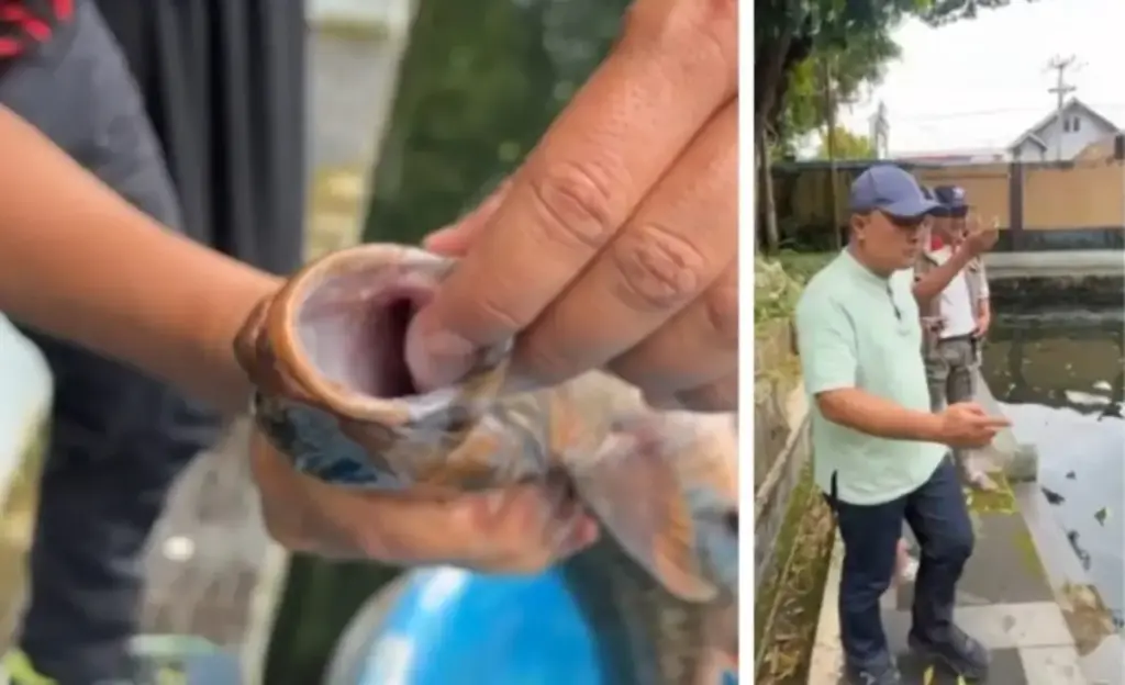Darurat Ikan Dewa! Ratusan Ikan Keramat Cigugur Mati Massal, Bupati Kuningan Instruksikan Penanganan Khusus Ikan-Dewa-Mati-Massal