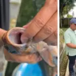 Darurat Ikan Dewa! Ratusan Ikan Keramat Cigugur Mati Massal, Bupati Kuningan Instruksikan Penanganan Khusus Ikan-Dewa-Mati-Massal