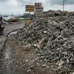 Limbah-Cangkak-Kerang-Hijau