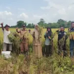 Ubinan-Padi-Juntikedokan-Indramayu
