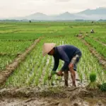 Petani-Indramayu