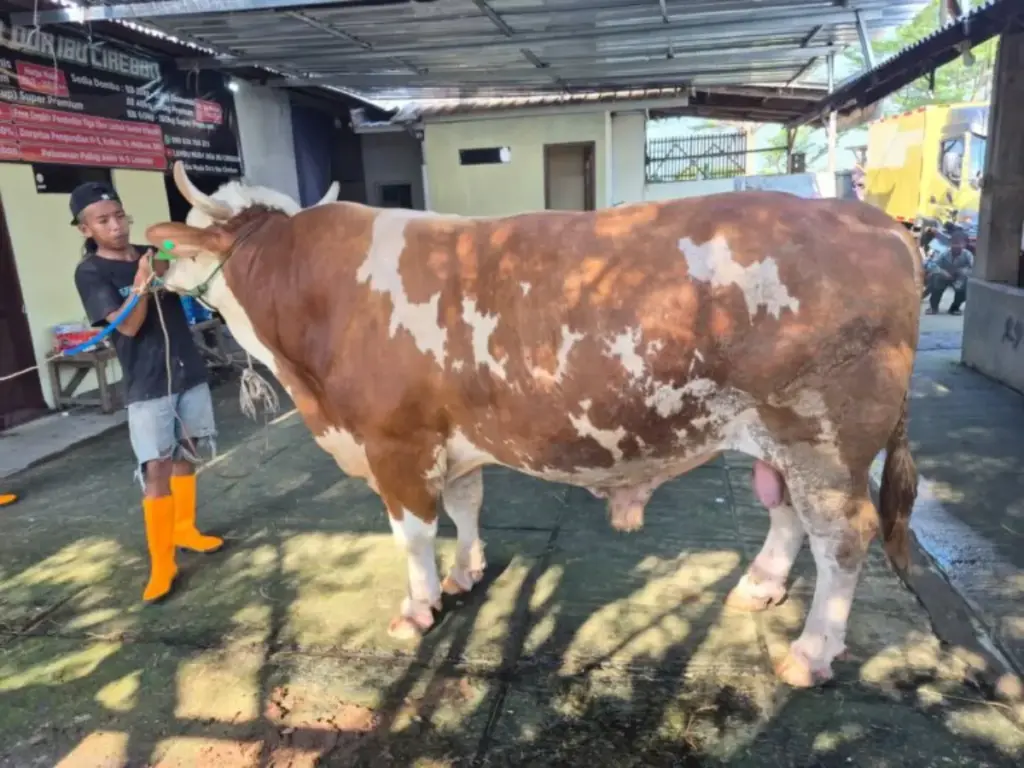 Menilik "Doa Ibu", Sapi 1 Ton Milik Presiden Prabowo di Cirebon dan Aturan Ketat SKKH Iduladha 2026 Sapi-Simental-Bantuan-Prabowo