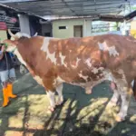 Sapi-Simental-Bantuan-Prabowo
