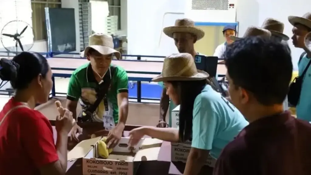 Tekan Rugi Pascapanen, Cara FAO Boyong Petani Jawa Barat Bedah Industri Mangga Filipina Petani-Mangga-Jawa-Barat