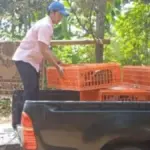 Ayam-bantuan