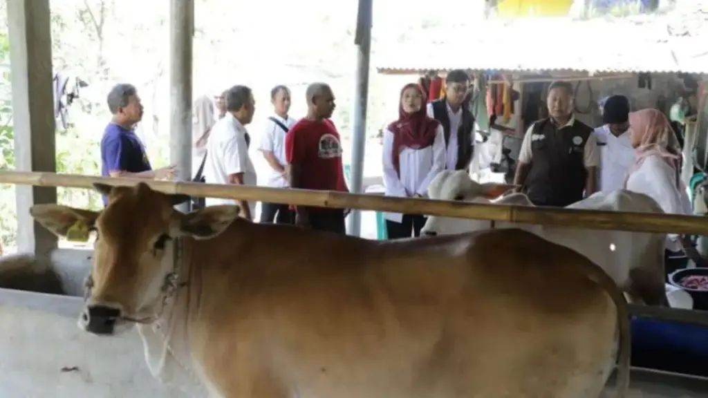 Bantuan-bibit-sapi-potong