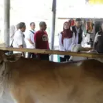 Bantuan-bibit-sapi-potong
