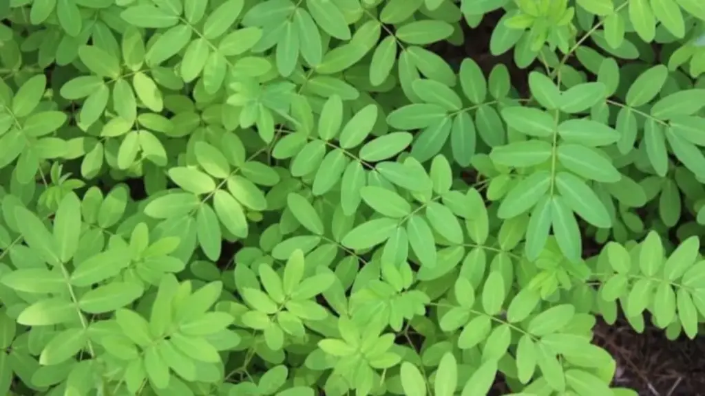 Eksportir Superfood, Cara Kelor Indonesia Menginvasi Pasar Dunia Daun-Kelor