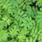 Daun-Kelor